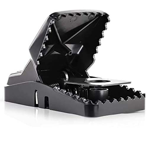 Mouse Trap